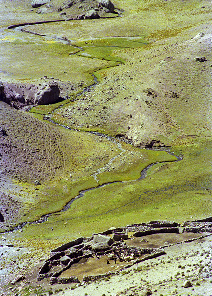 Berger et ses Lamas, altiplano bolivien, Bolivie