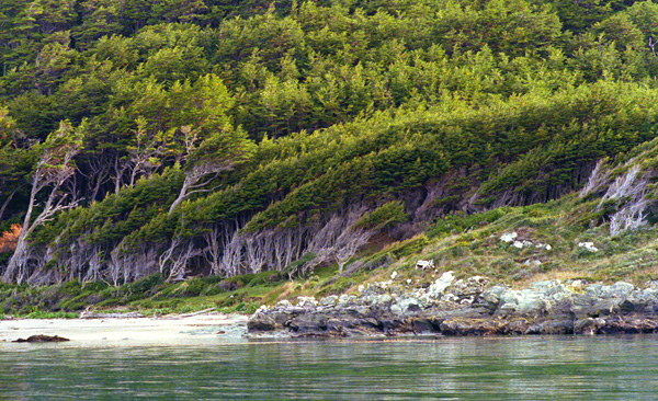 Arbres penchs, canal Beagle, Chili