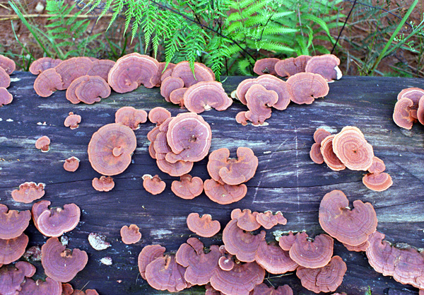 Champignons, jungle amazonienne, Equateur