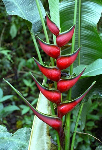 Plante Heliconia (ou balisier), jungle amazonienne, Equateur