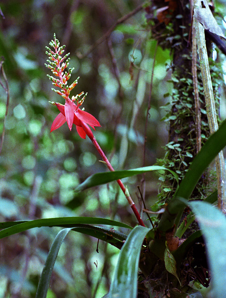 Bromeliaceae, jungle amazonienne, Equateur