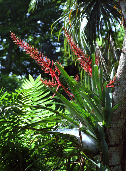 Bromeliaceae, jungle de Tikal, Guatemala
