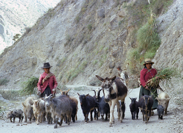 Bergères et un troupeau insolite, région de Chavin de Huantar, Pérou