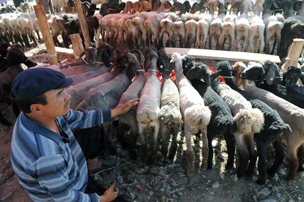Vendeur de moutons, march des animaux, Kashgar, Xinjiang, Chine
