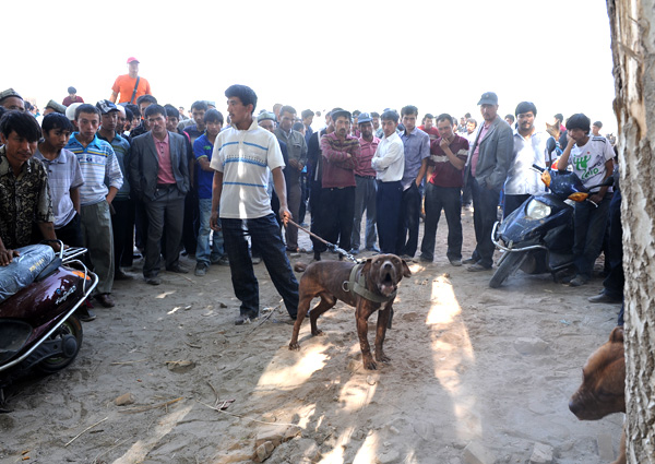 Vendeur de chiens, march des animaux, Kashgar, Xinjiang, Chine