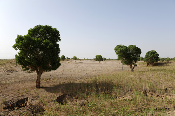 Peupliers du dsert, Populus Euphratica, dsert du Taklamakan, Chine