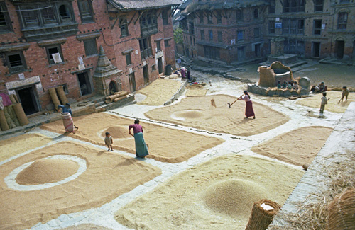 Séchage du grain, Katmandou, Népal