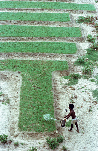 Petit jardin, Ahmedabad, Inde