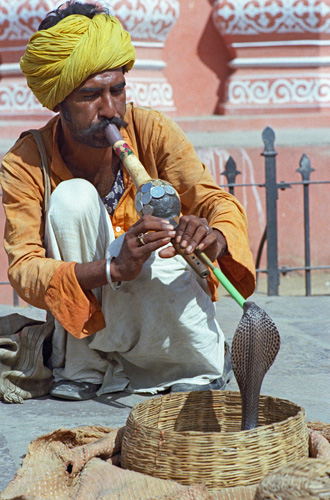 Charmeur de serpent, Jaipur, Rajasthan, Inde