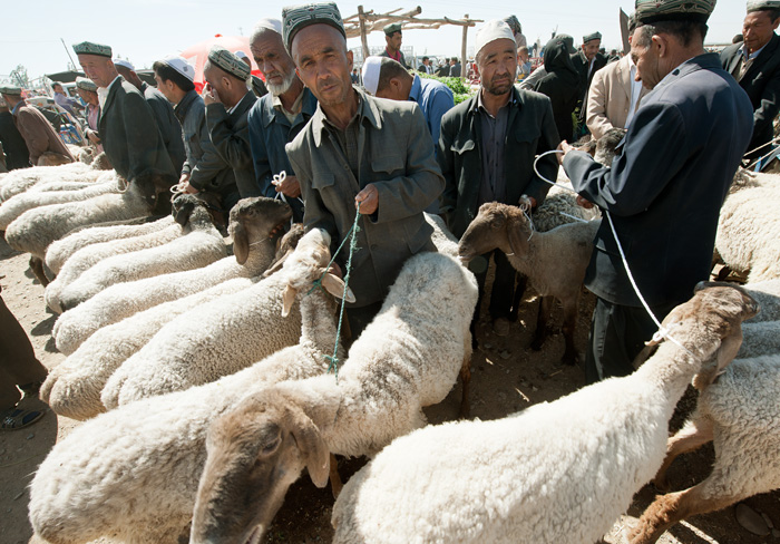 Vendeur de moutons, march des animaux, Kashgar, Xinjiang, Chine