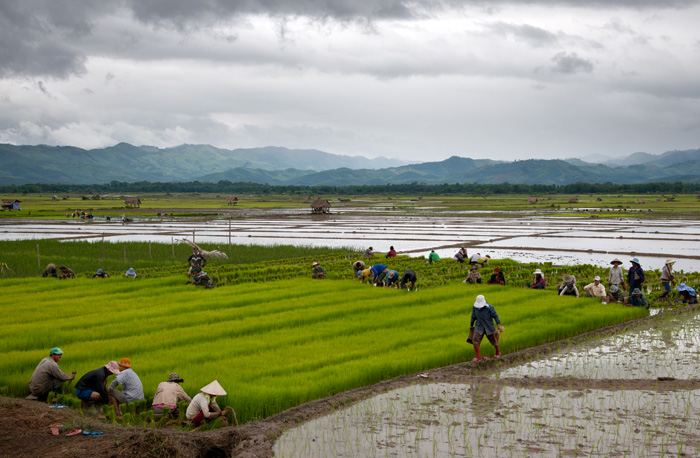 Travail dans les rizires, Laos