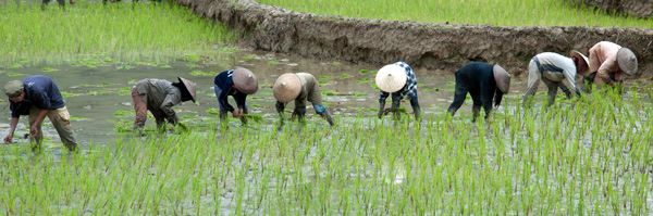 Travail dans les rizires, Laos