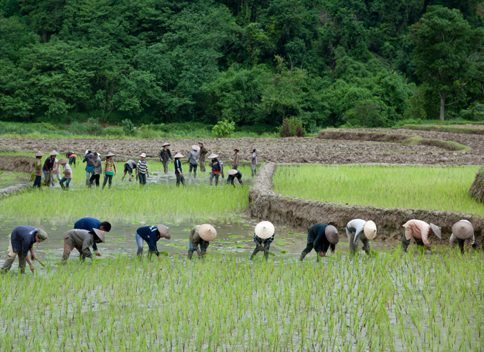Travail dans les rizires, Laos