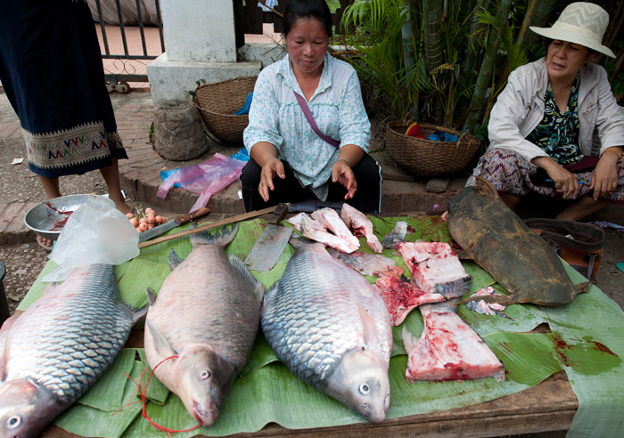 Carpes et poisson chat du Mekong, marché de Luang Prabang, Laos
