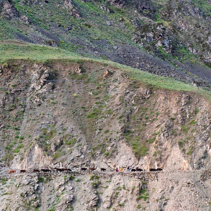 Bergers et troupeau en Afghanistan, vus de Kalaikhum, Tadjikistan