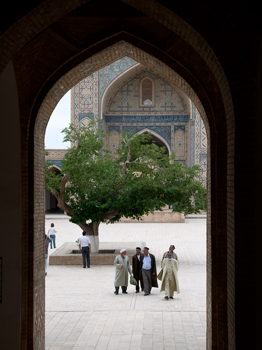 Le vieux mûrier, cour de la mosquée Kalyan, Boukhara, Ouzbékistan