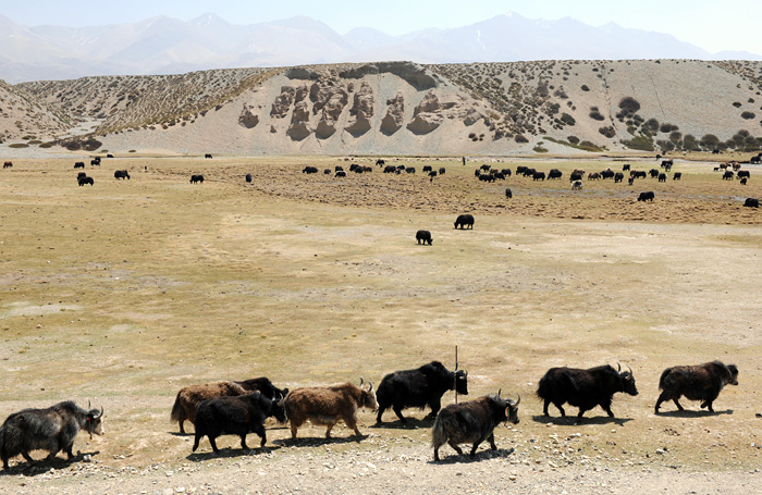 Troupeau de yacks domestiqus, Tibet, Chine