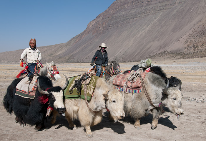 Cavaliers et yacks en route pour le Mont Kailash, Tibet, Chine