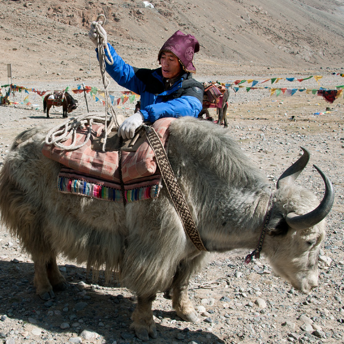 Chargement des yacks pour le plerinage du Mont Kailash, Tibet, Chine