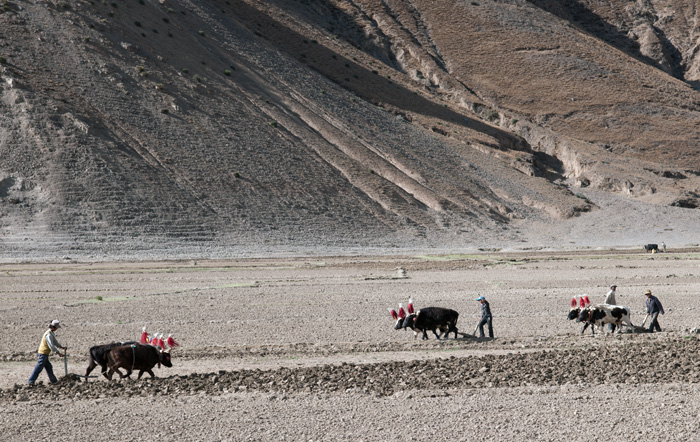 Labours au moyen de yacks domestiqus. Tibet, Chine