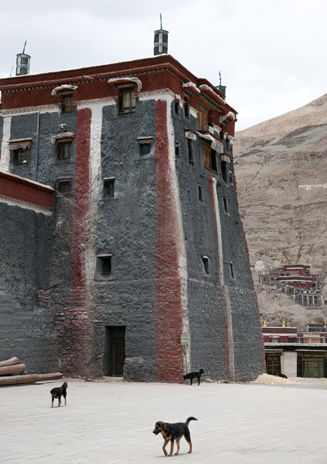 Chiens errants  Sakya, Tibet, Chine