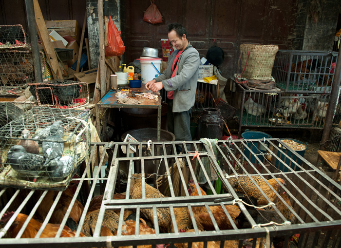 Vendeur de poules et pigeons, marché central de Lijiang, Yunnan, Chine