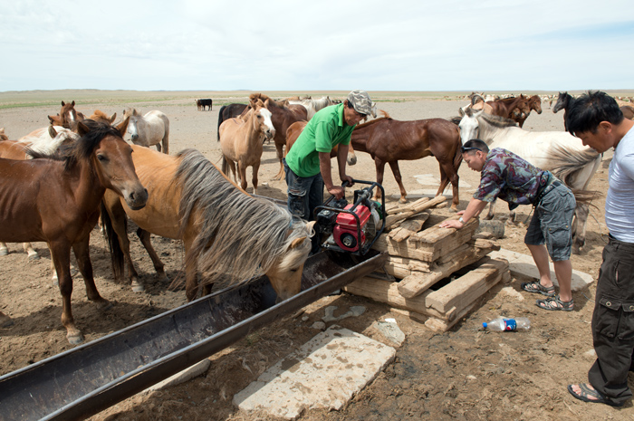 Troupeau de chevaux, désert de Gobi, Mongolie
