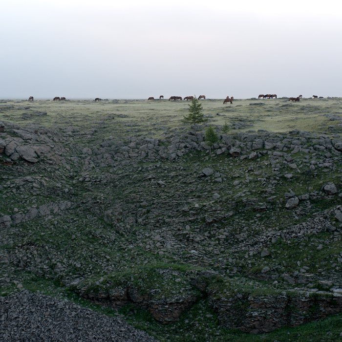 Troupeau de chevaux au bord de la rivire Chuluut gol, Mongolie