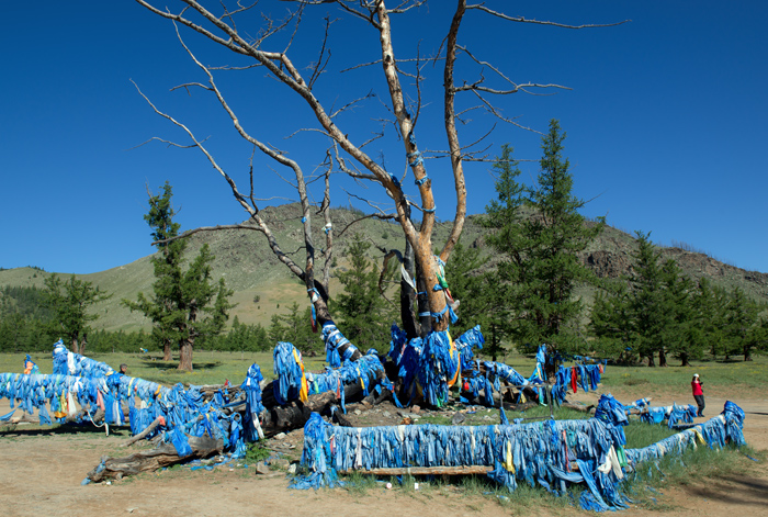 Chamanisme et arbre sacr, Mongolie centrale