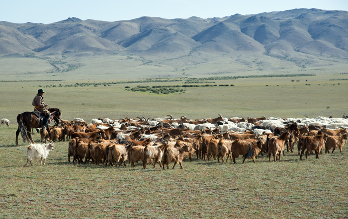 Berger et son troupeau, nord-ouest de la Mongolie