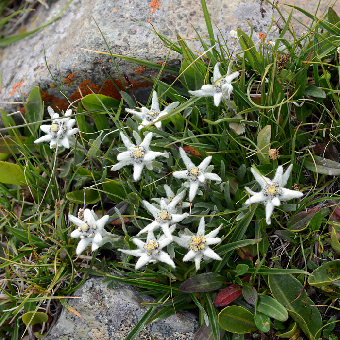 Edelweiss, Mongolie