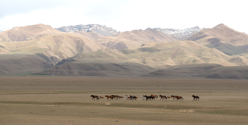 Troupeau de chevaux laissé à l'état semi-sauvage, Kirghizistan