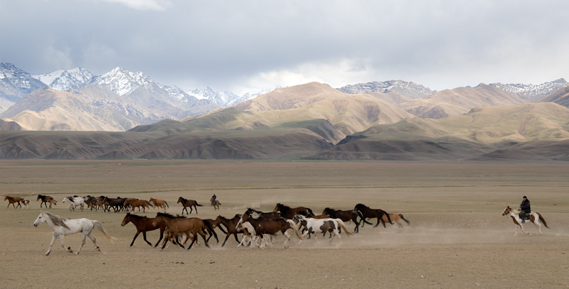 Eleveurs et troupeau de chevaux, Kirghizistan