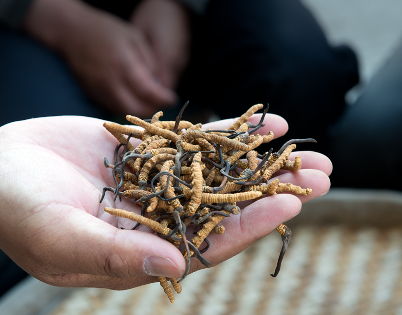 Yartsa Gunbou, Ophiocordyceps sinensis, Lhassa, Tibet, Chine