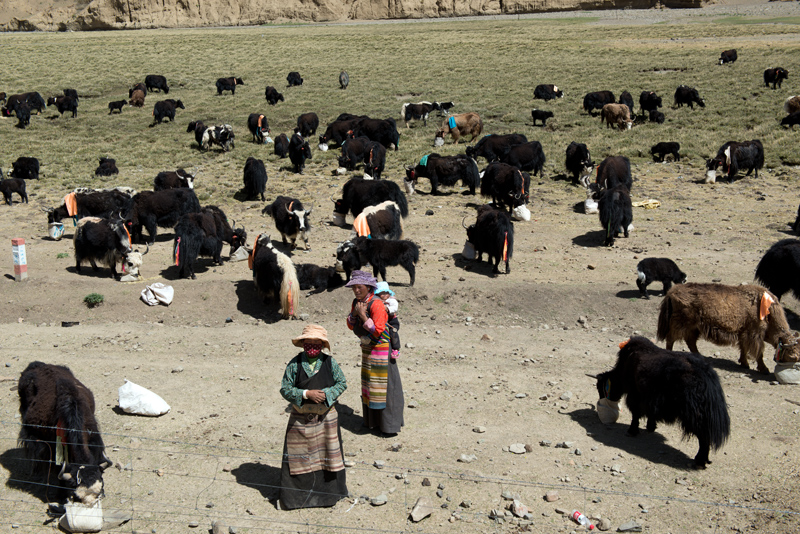 Troupeau de yacks domestiqus, Tibet, Chine