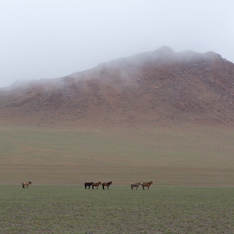 Chevaux mongols élevés à l'état semi-sauvage, Mongolie