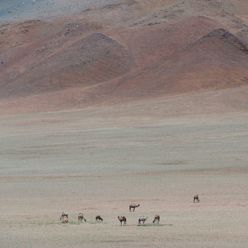 Chameaux semi-sauvages, Mongolie