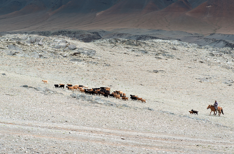 Berger et troupeau, Mongolie