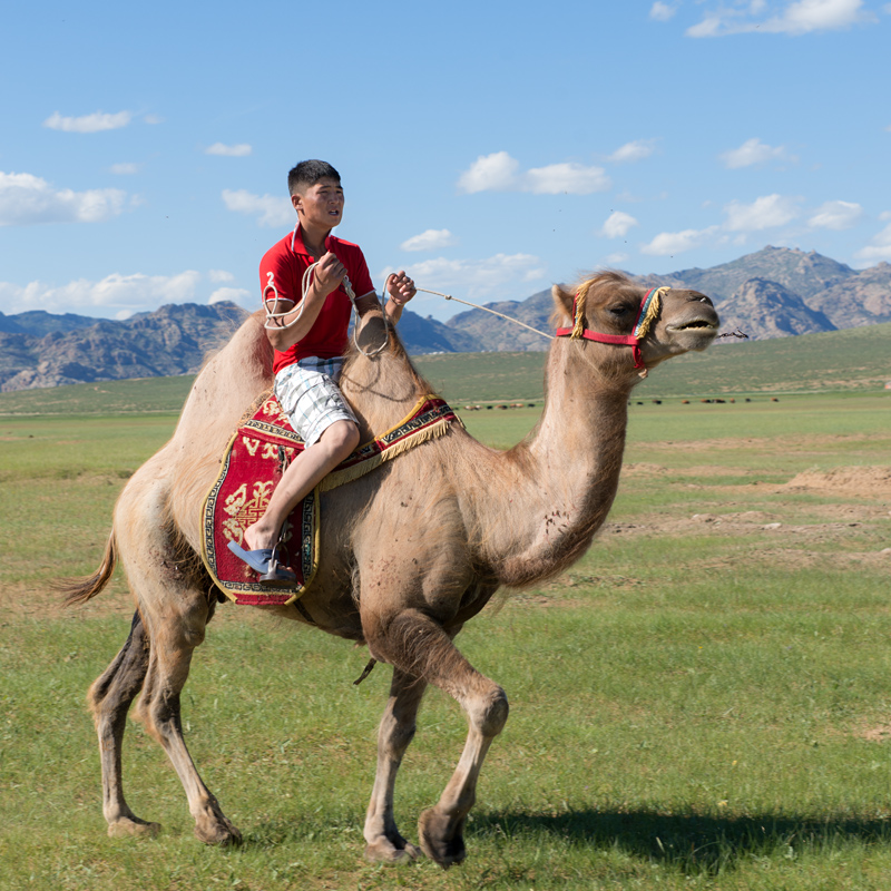 Berger et son chameau, Mongolie