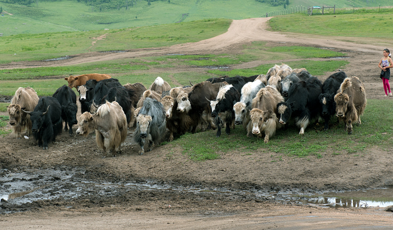 Troupeau de dzos, Mongolie