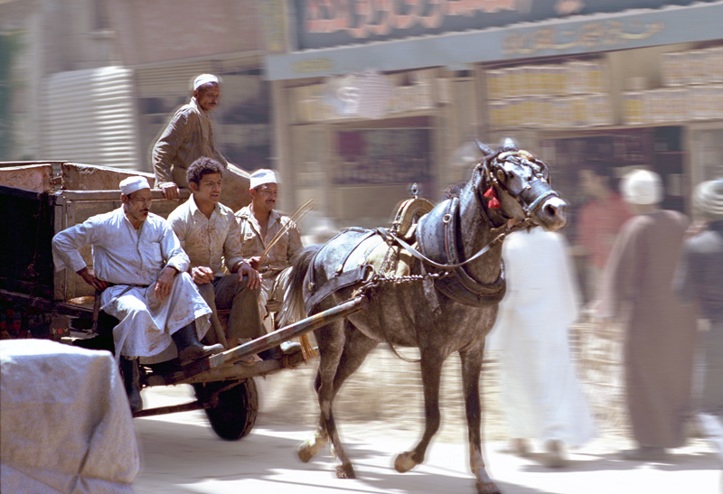 Charette et cheval, Le Caire, Egypte