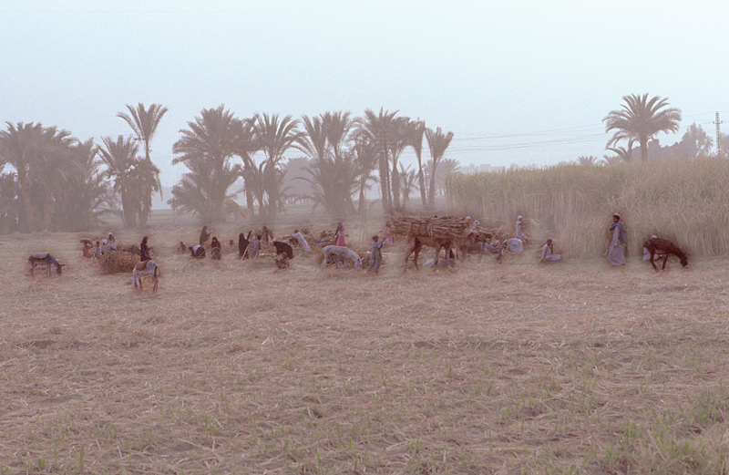Paysage biblique, paysans près de Saqqarah, Egypte