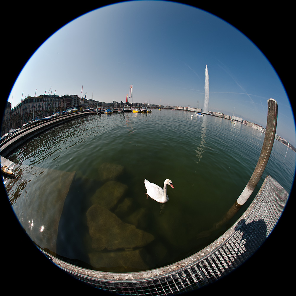 Cygne, Genve