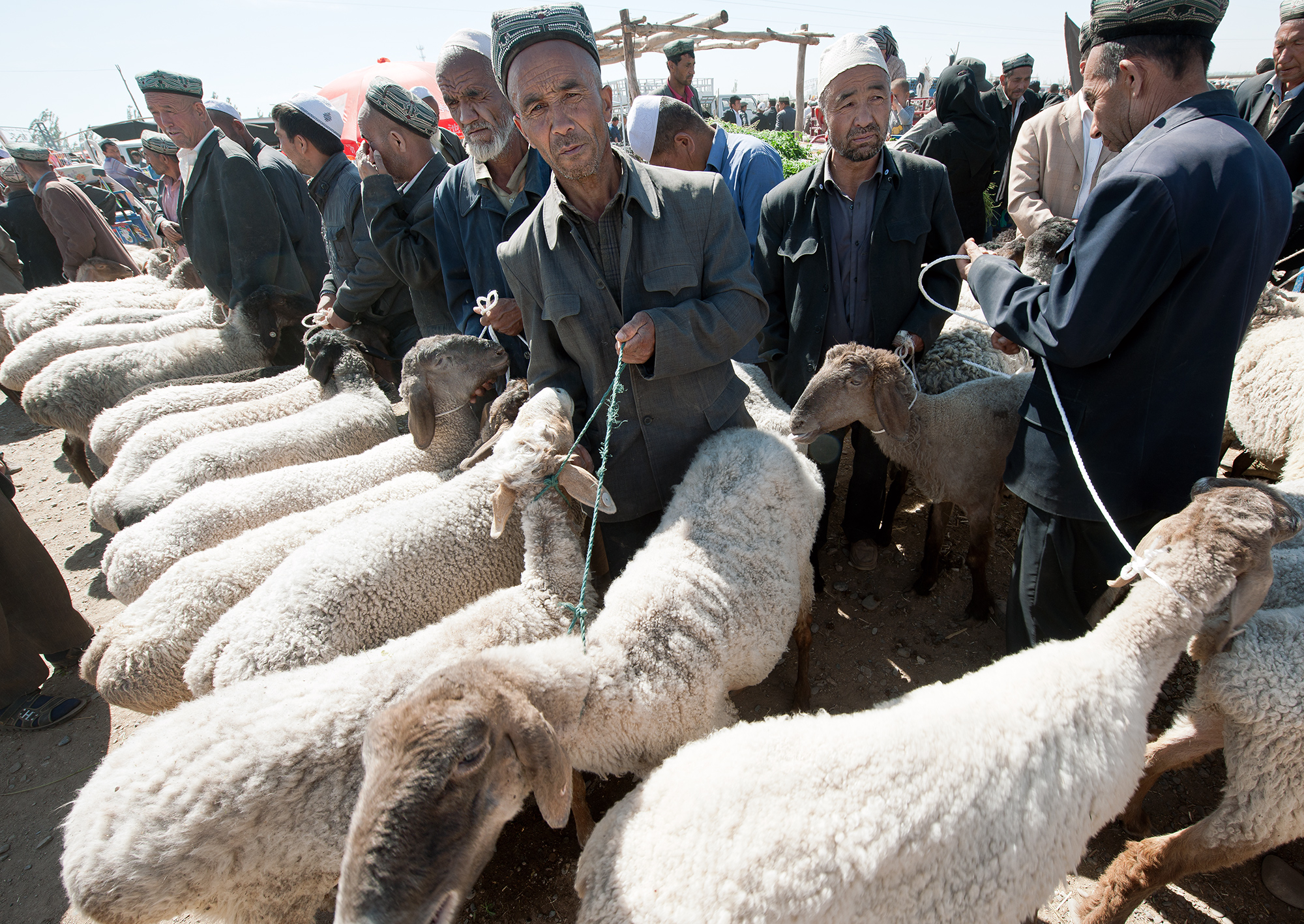 Vendeurs d'agneaux au marché des animaux du dimanche, Kashgar