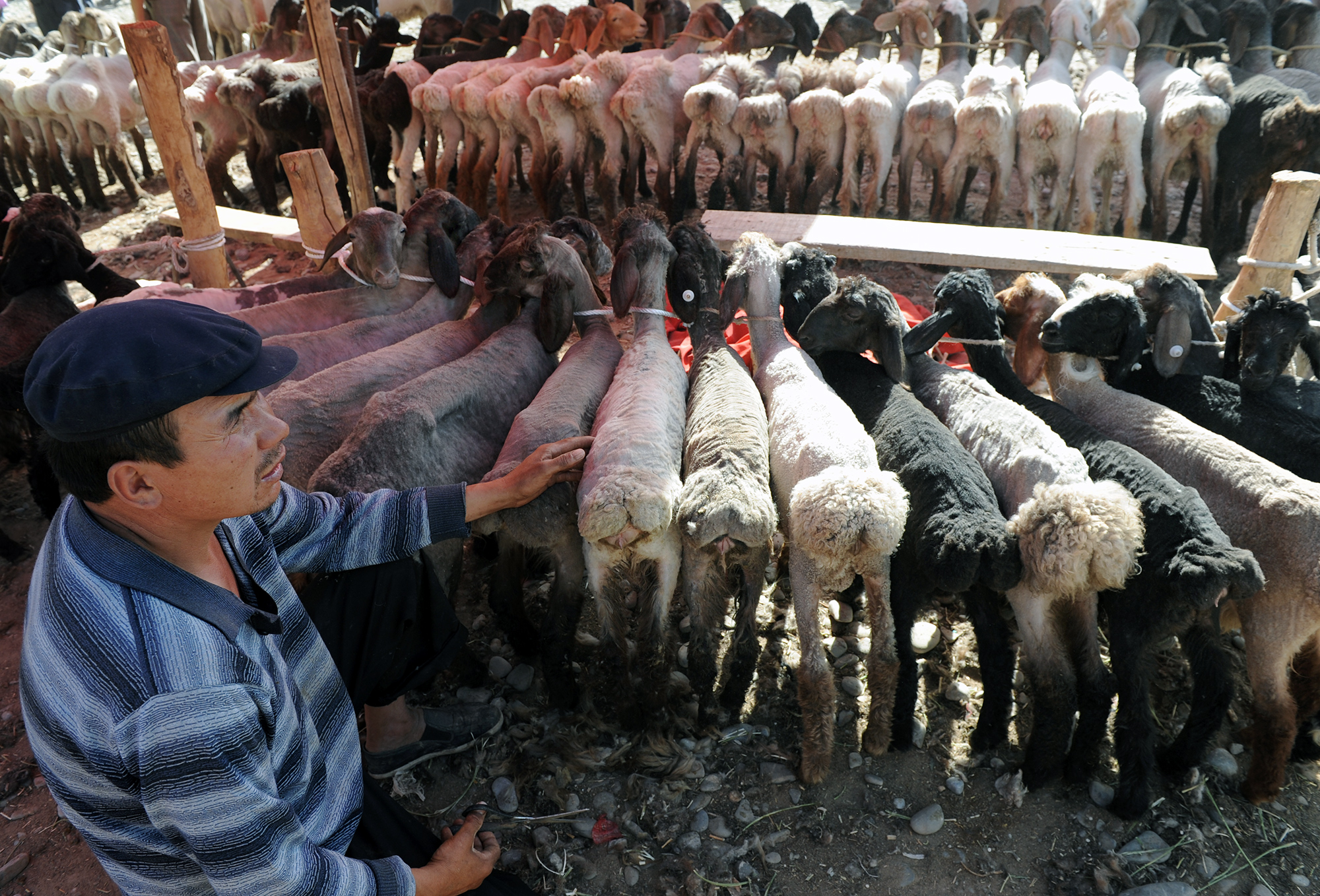 Agneaux en vente au marché des animaux du dimanche, Kashgar
