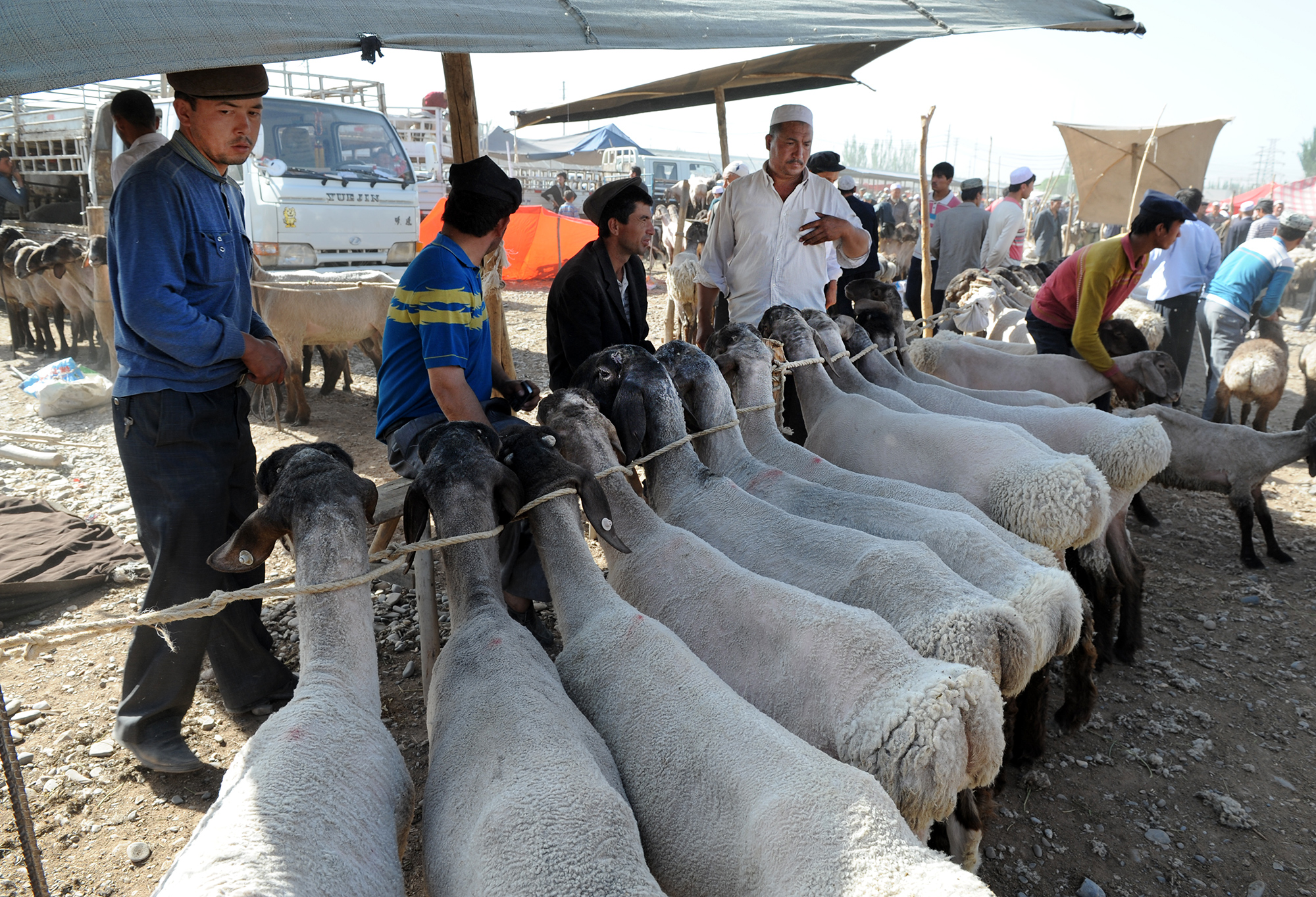 Agneaux en vente au marché des animaux du dimanche, Kashgar