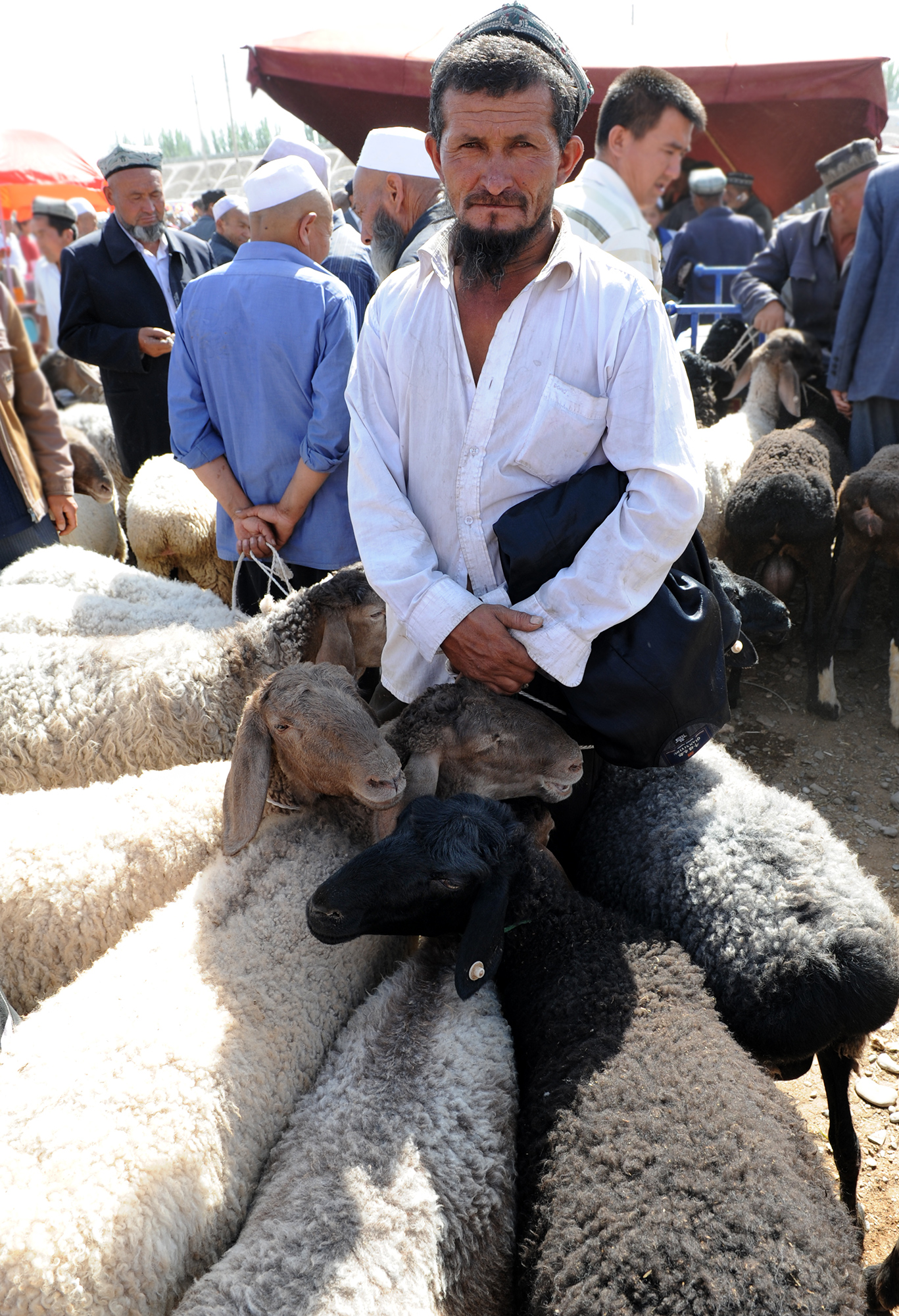 Berger et ses moutons, Kashgar