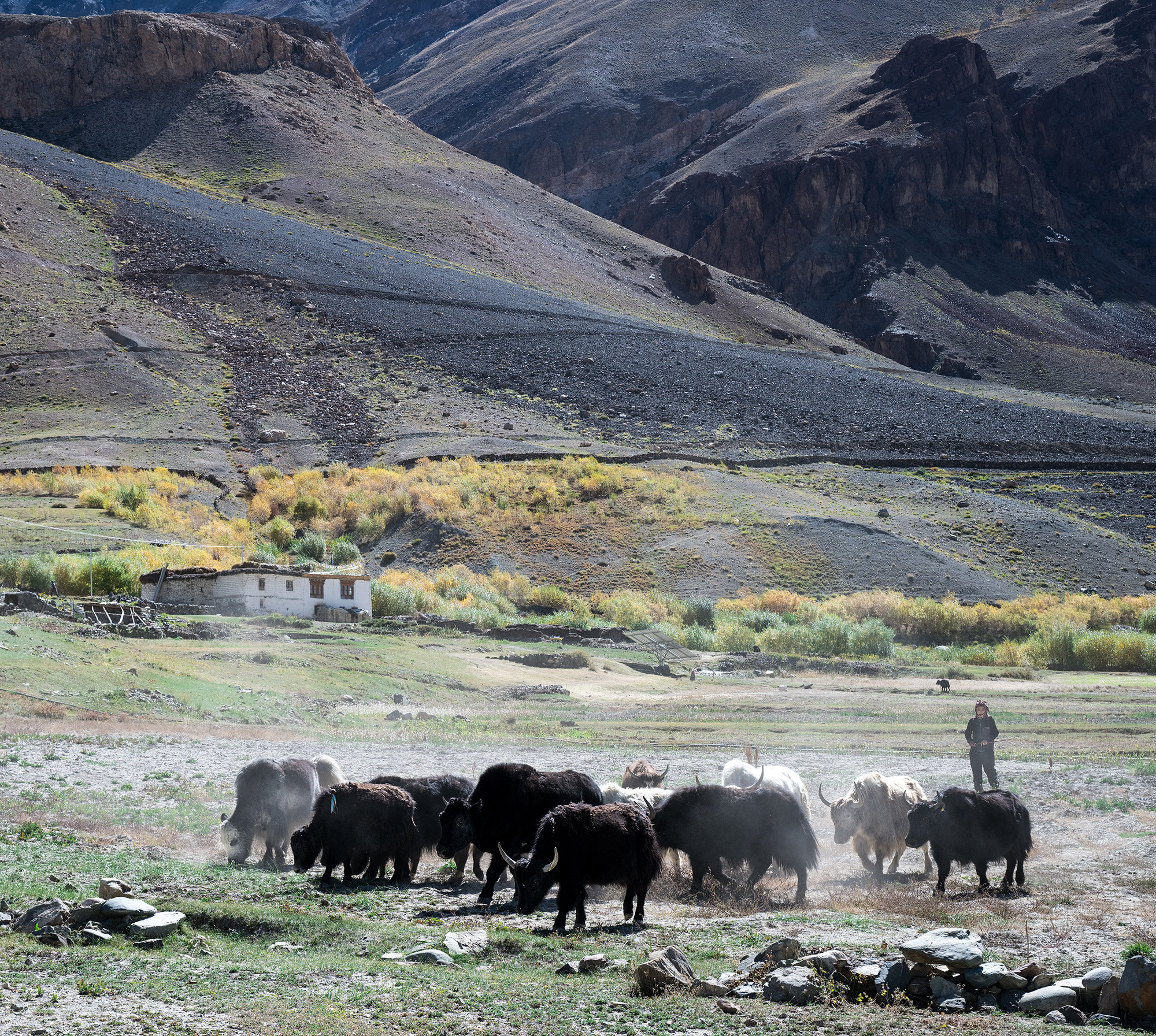 Bergère et son troupeau de yacks, vallée du Zanskar