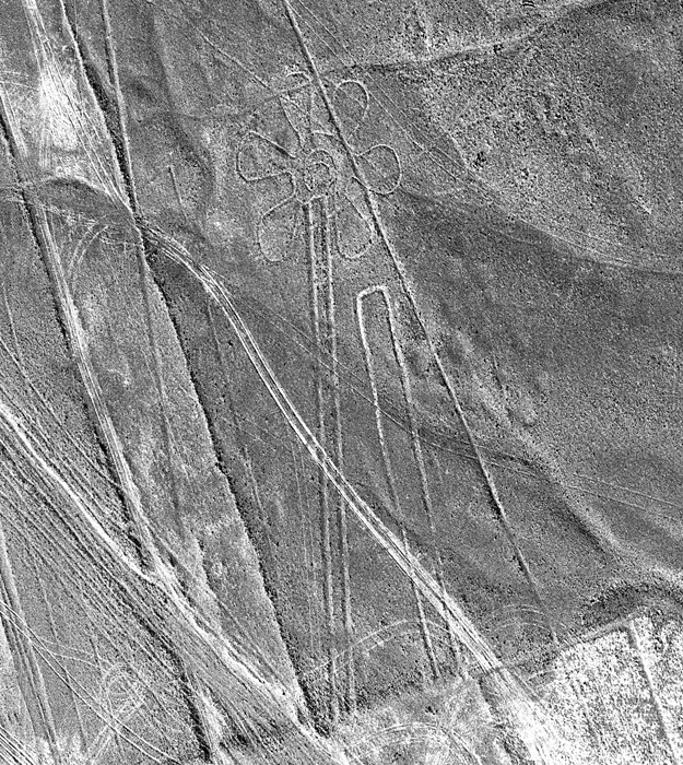 Nazca: une fleur