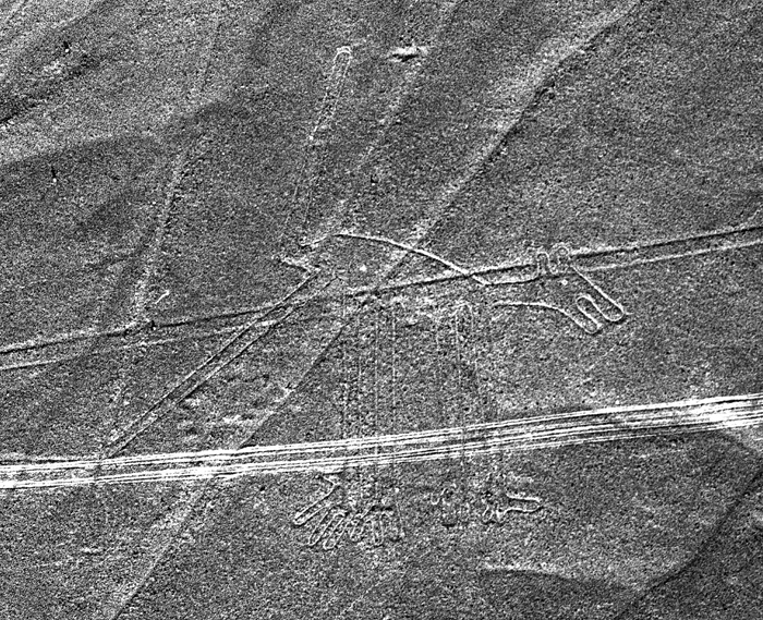 Nazca: le chien